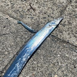 タチウオ