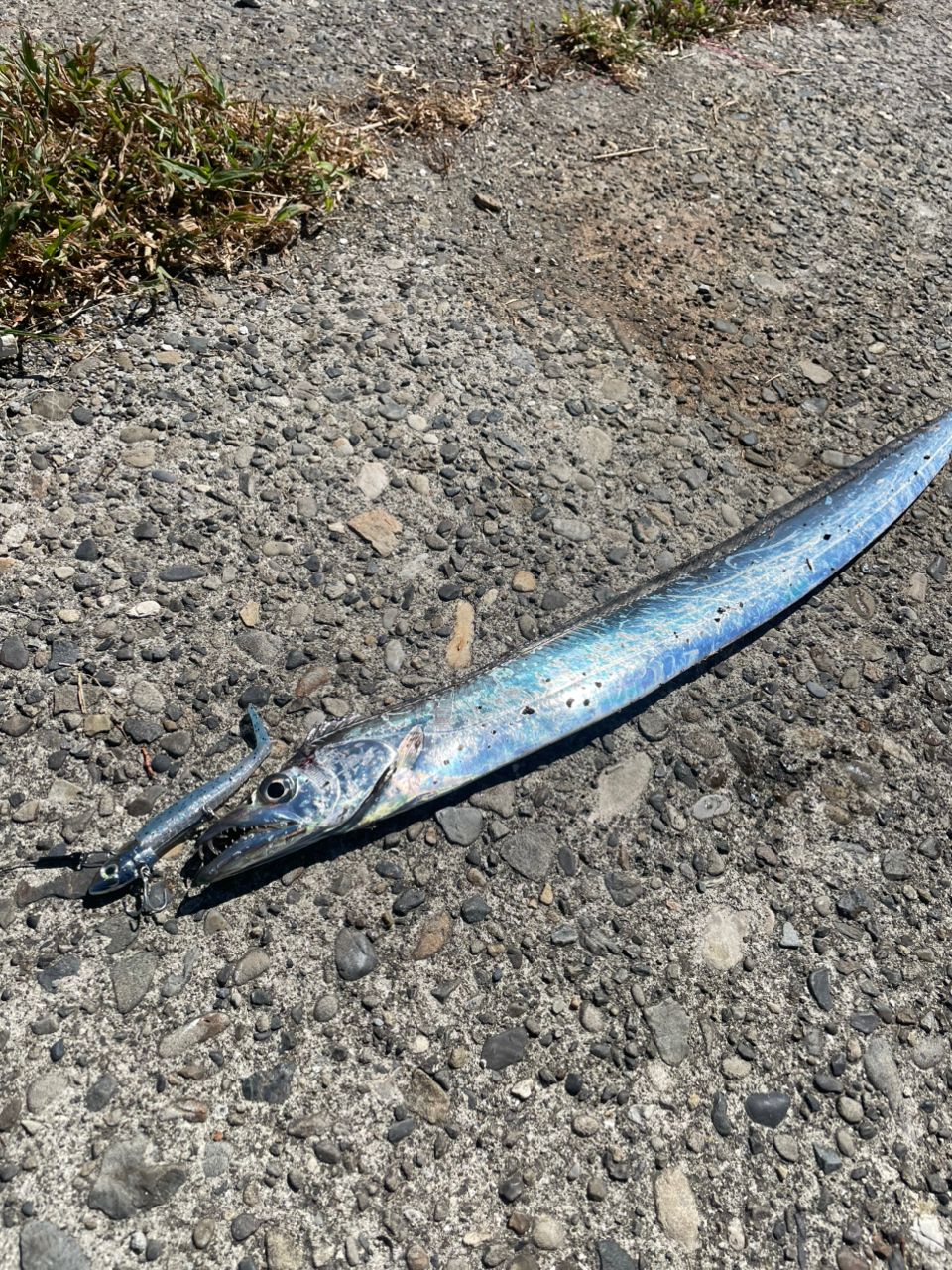 タチウオ