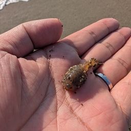 ホテイウオ