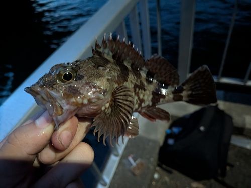 カサゴの釣果