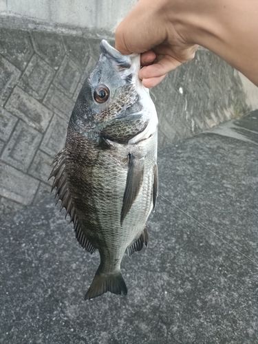 紀の川河口