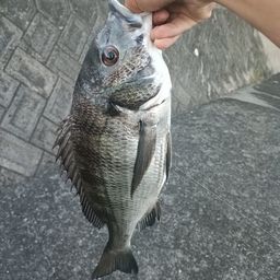 チヌ