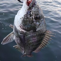 クロダイ