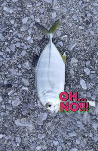 メッキの釣果