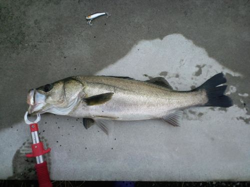 スズキの釣果