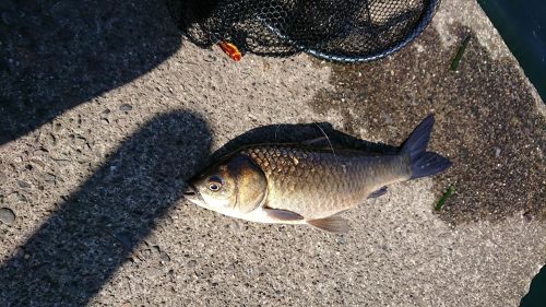 フナの釣果