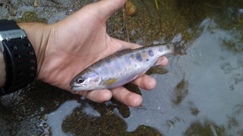 ヤマメの釣果