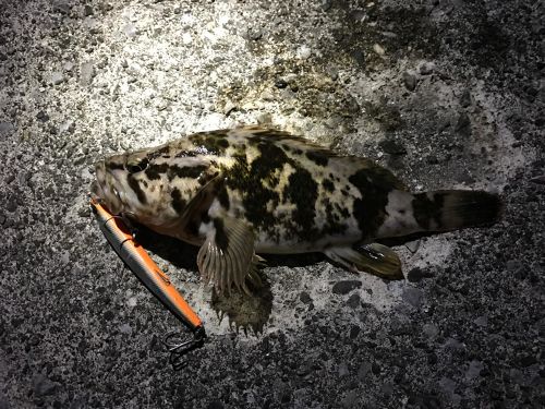 タケノコメバルの釣果