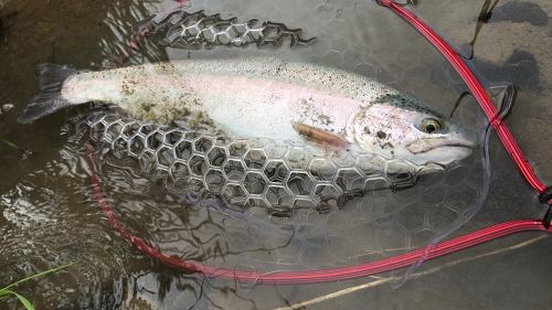 ニジマスの釣果