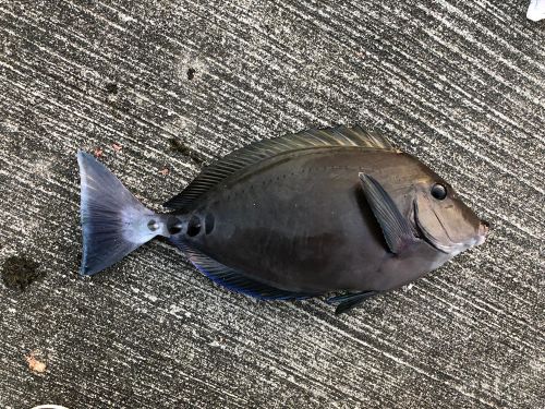 ニザダイの釣果