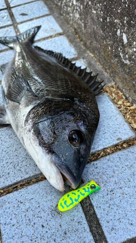 クロダイの釣果