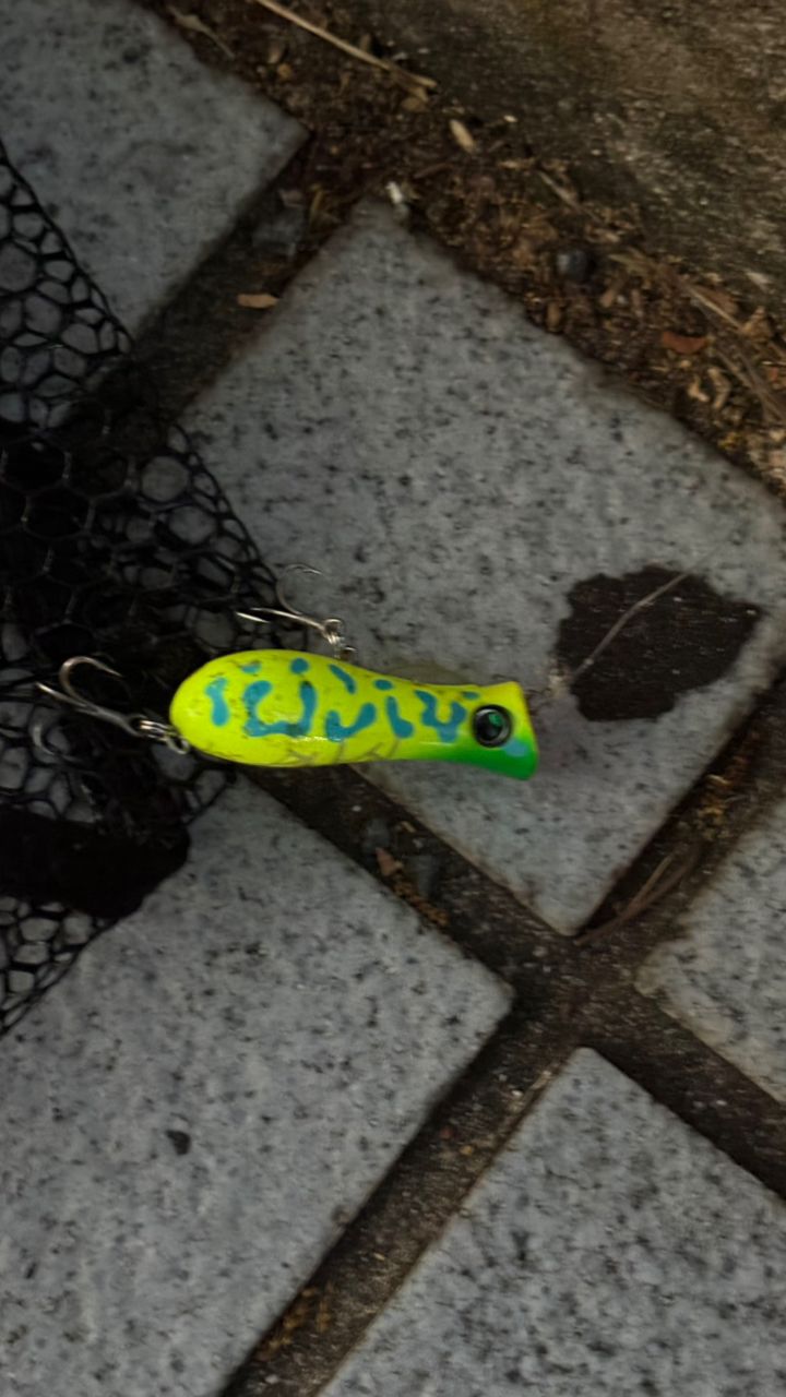 クロダイ