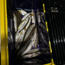 アユ