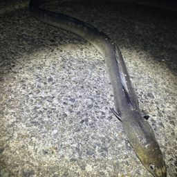 ホタテウミヘビ