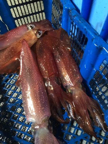 ケンサキイカの釣果