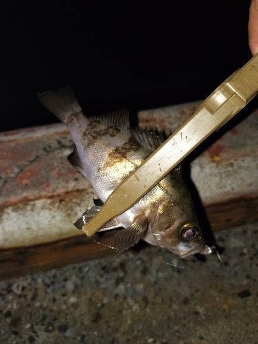 シロメバルの釣果