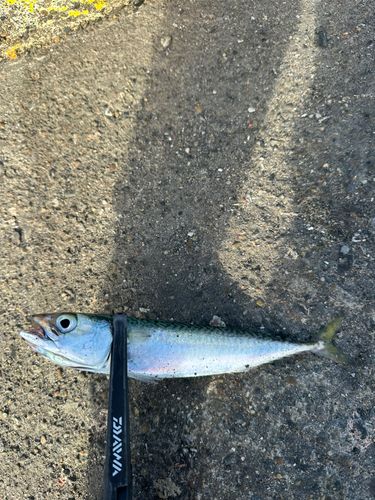 サバの釣果