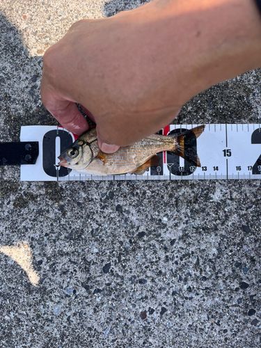ウミタナゴの釣果