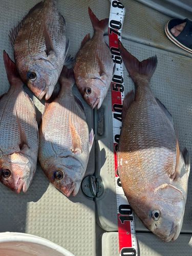 マダイの釣果