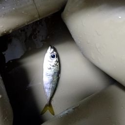 アジ