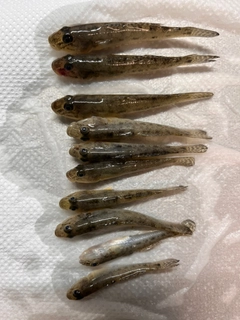 マハゼの釣果