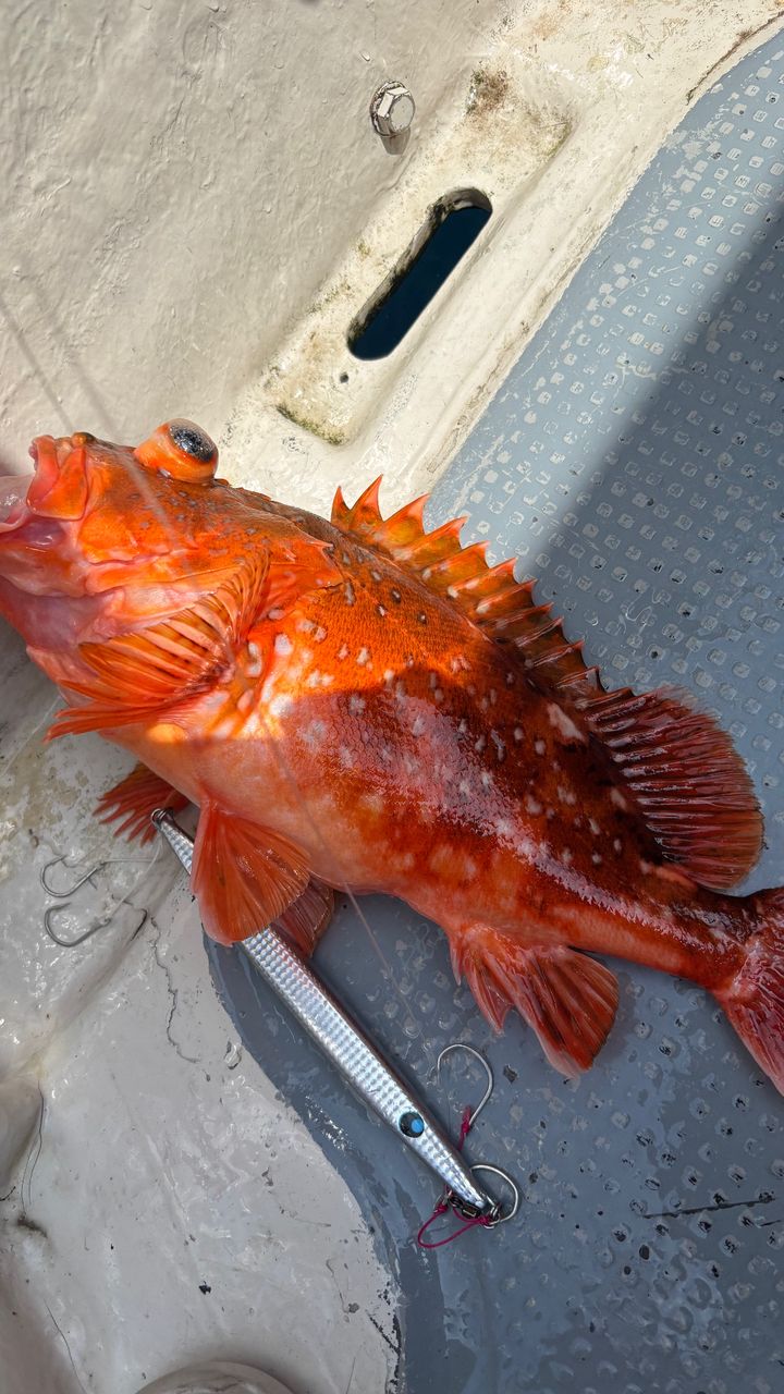 どかじゃさんの釣果 1枚目の画像