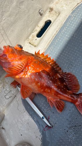 ウッカリカサゴの釣果