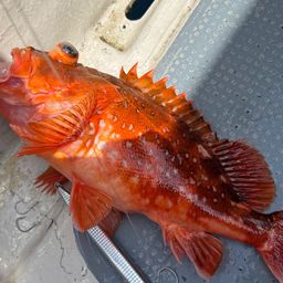 ウッカリカサゴ