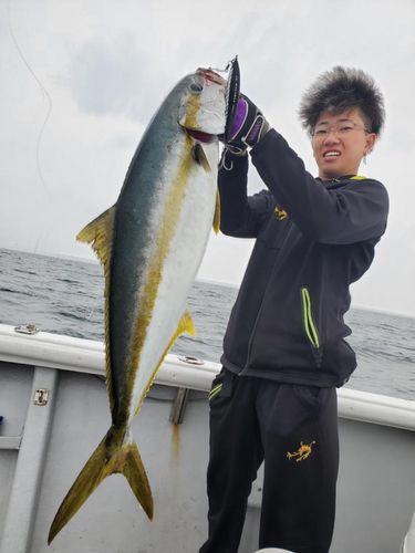ヒラマサの釣果