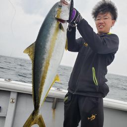 ヒラマサ