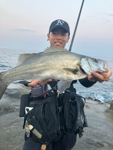 ヒラスズキの釣果