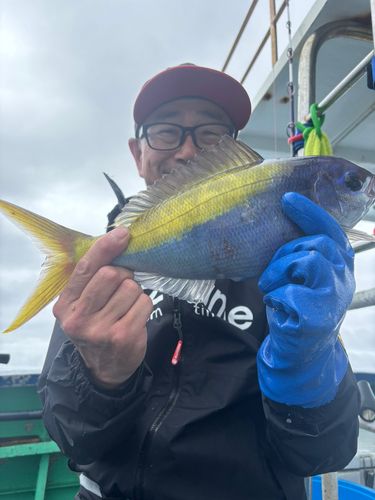 ウメイロの釣果