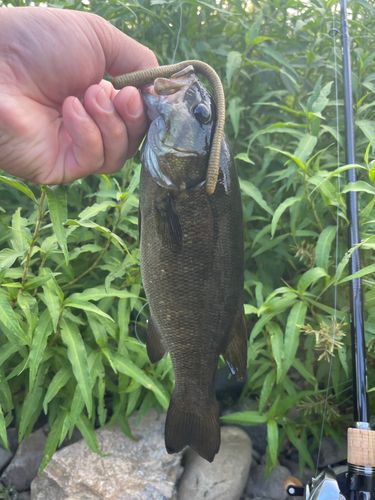 スモールマウスバスの釣果