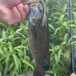 スモールマウスバス