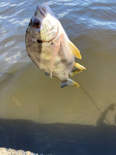キビレの釣果