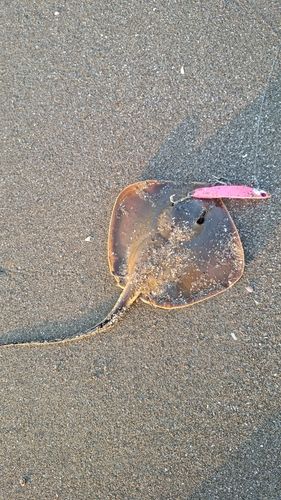 アカエイの釣果