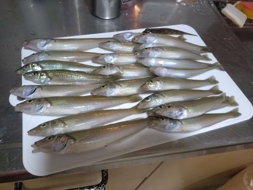 キスの釣果
