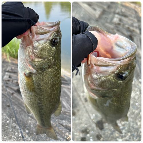 ブラックバスの釣果
