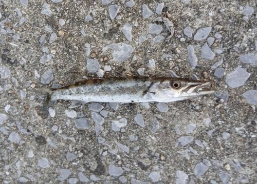 カマスの釣果