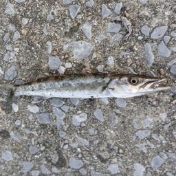 カマス