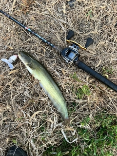 ニホンナマズの釣果