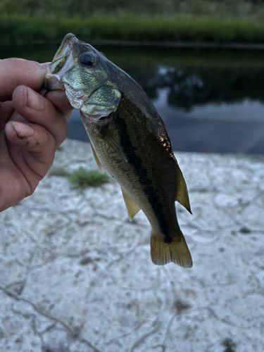 ラージマウスバスの釣果