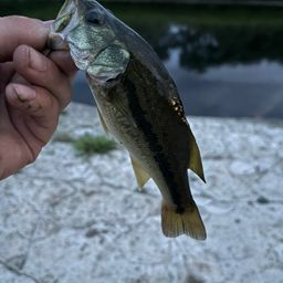 ラージマウスバス