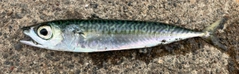 サバの釣果