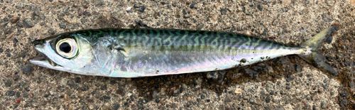 サバの釣果
