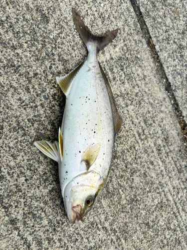 ショゴの釣果