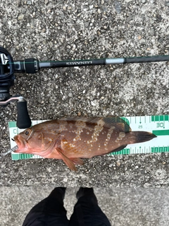 アコウの釣果