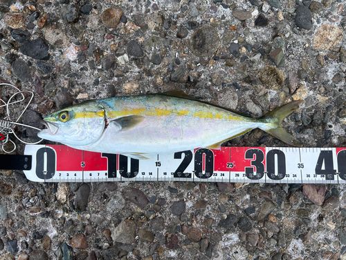 ヤズの釣果