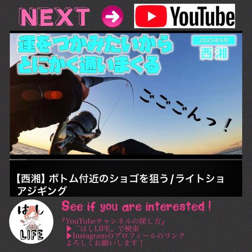 ワカシの釣果