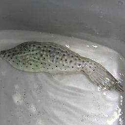ソウシハギ